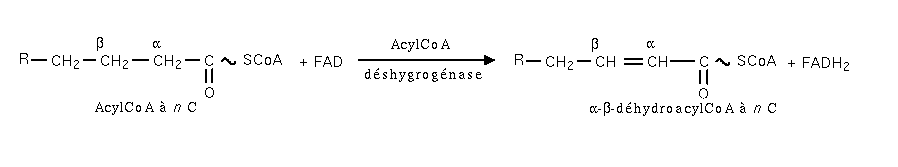 Beta-oxydation etape3.png