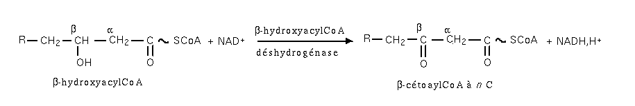 Beta-oxydation etape5.png