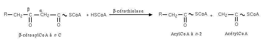Beta-oxydation etape6.png