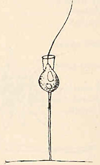  Schéma de Codonosiga botrytis