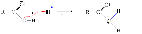 Esterification m1 Protonation hydroxyle.GIF