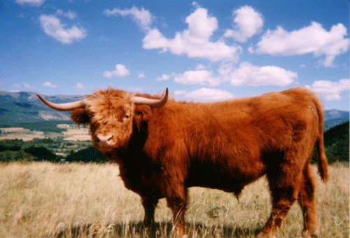 Highland cattle.gif
