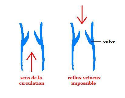 Image valve veine alex2.JPG