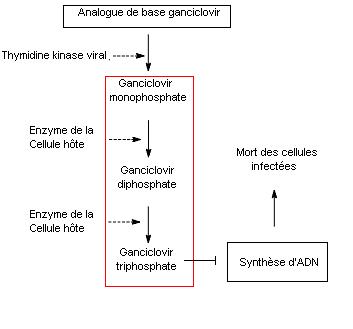Mecanisme d'action antiviral.JPG