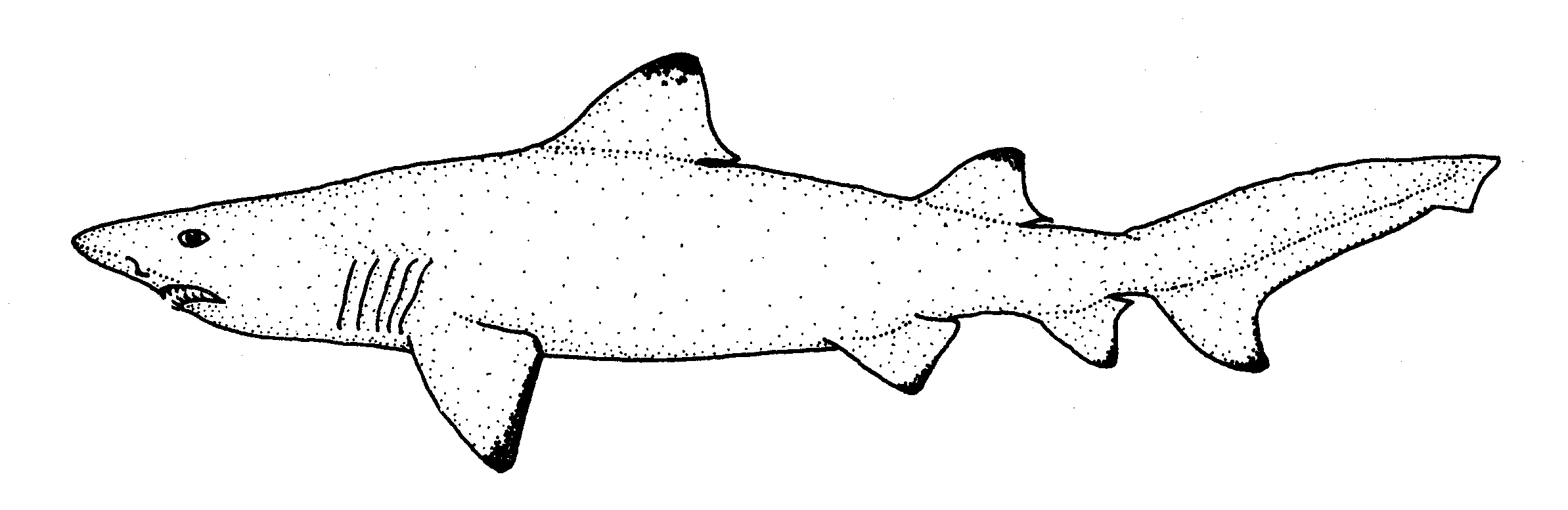  Requin féroce