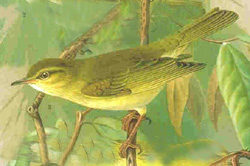  Phylloscopus  trochilus