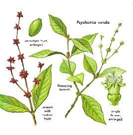   Psychotria viridis