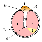 Schéma simplifié du tympan (oreille droite)