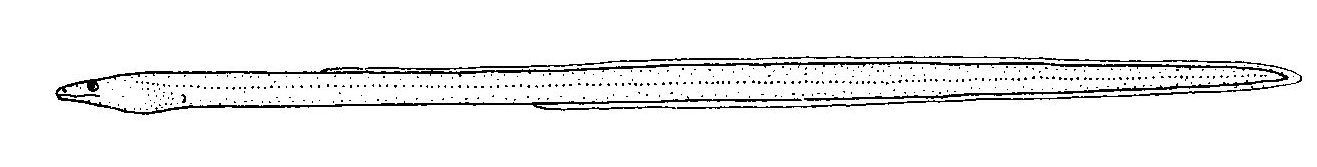  Scolecenchelys breviceps