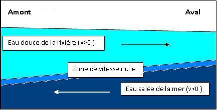 Schéma représentant les courants d’un estuaire où l’eau douce moins dense coule au-dessus de l’eau salée qui remonte vers les terres.  Les poulamons cherchent surtout à rester dans la zone de vitesse nulle.
